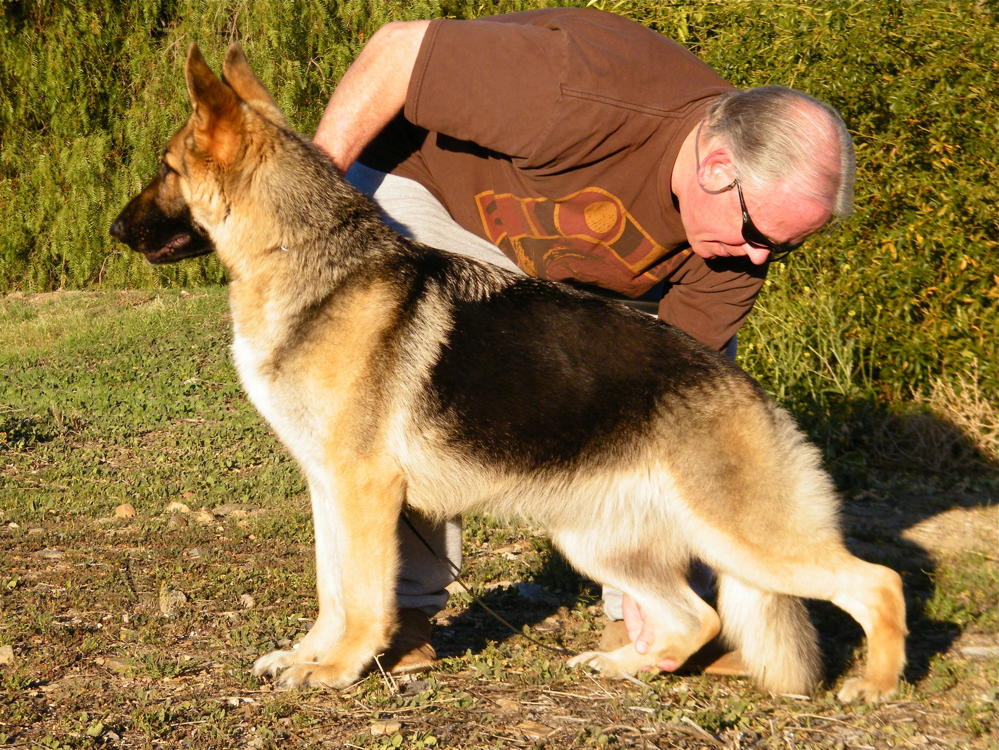 champion german shepherd